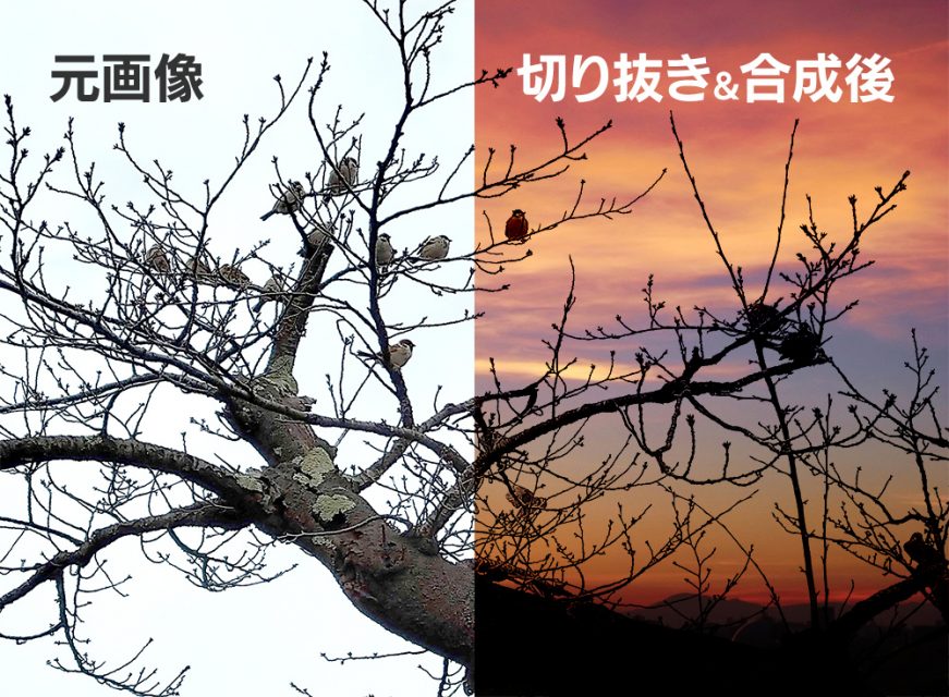 複雑な形状の枯れ木をきれいに切り抜く - みんなのイラレ・フォトショデザイン